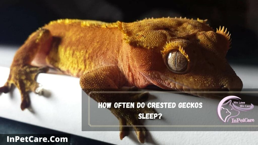 how often do crested geckos sleep