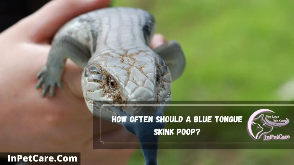 how often should a blue tongue skink poop