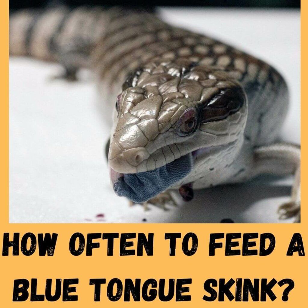 how often to feed a blue tongue skink