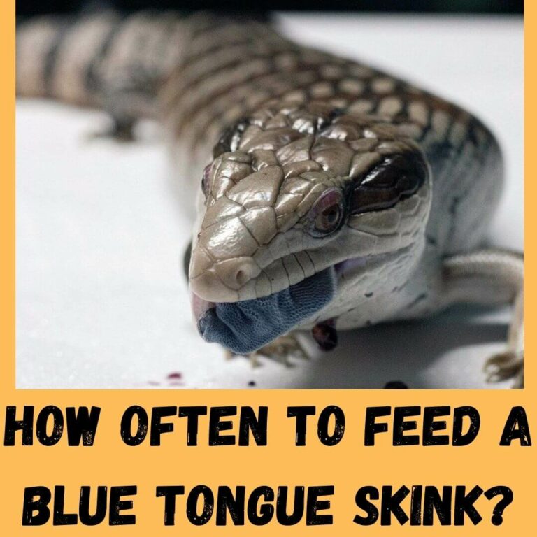 Picture of How Often To Feed A Blue Tongue Skink? 7 Safety Tips