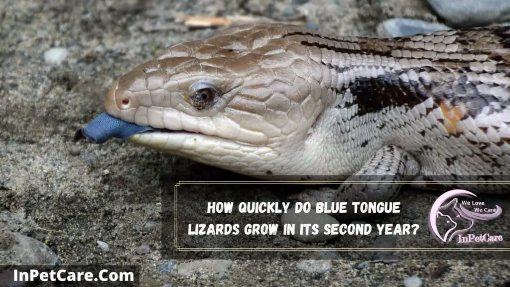 how quickly do blue tongue lizards grow in its second year