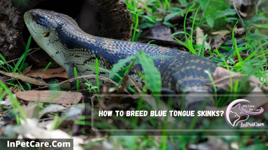 how to breed blue tongue skinks