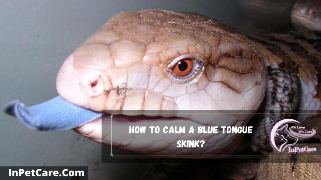 Do Blue Tongue Skinks Like To Be Held? 3 Dangers + 4 Safety Tips