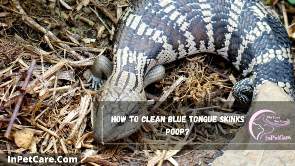 how to clean blue tongue skinks poop