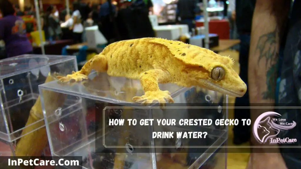 how to get your crested gecko to drink water