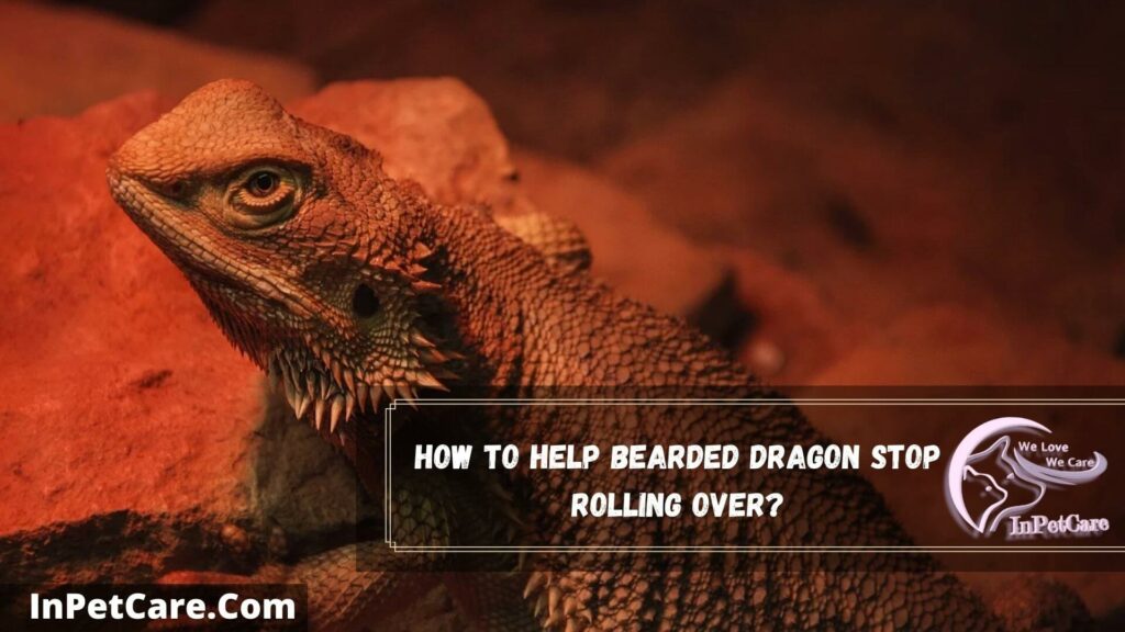 how to help bearded dragon stop rolling over