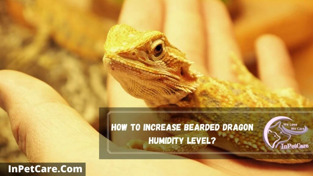 how to increase bearded dragon humidity level