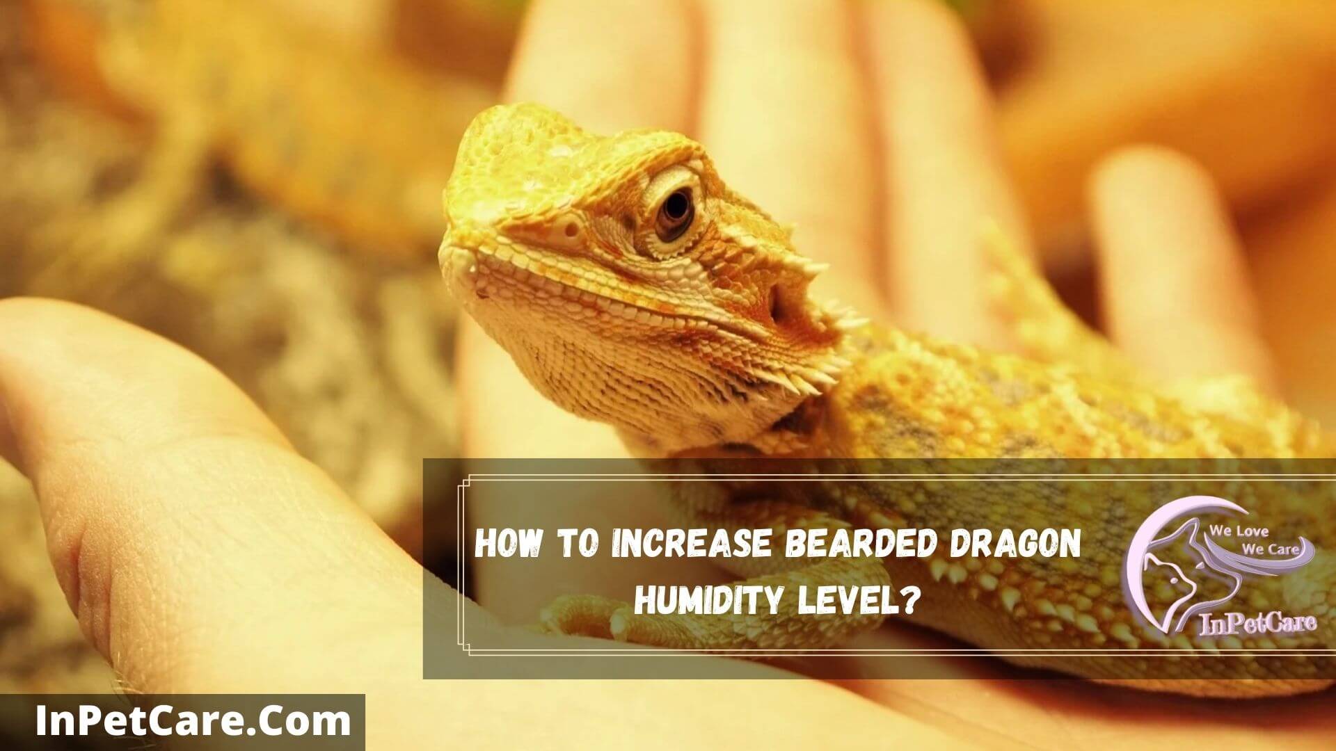 Why Is Bearded Dragon Humidity Too Low? 5 Safety Tips