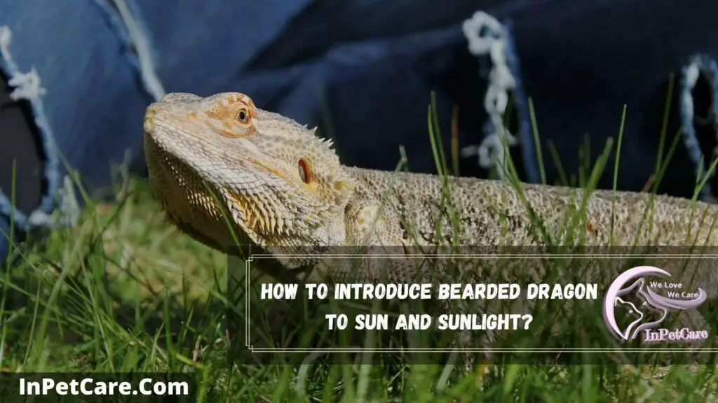how to introduce bearded dragon to sun and sunlight