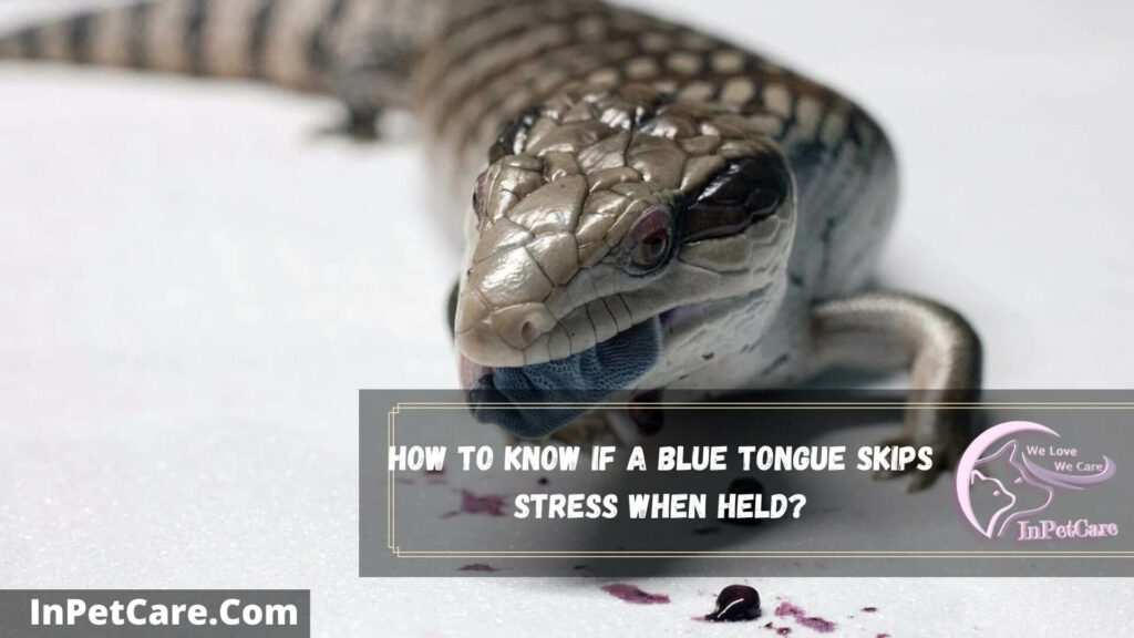 Do Blue Tongue Skinks Like To Be Held?
how to know if a blue tongue skips stress when held