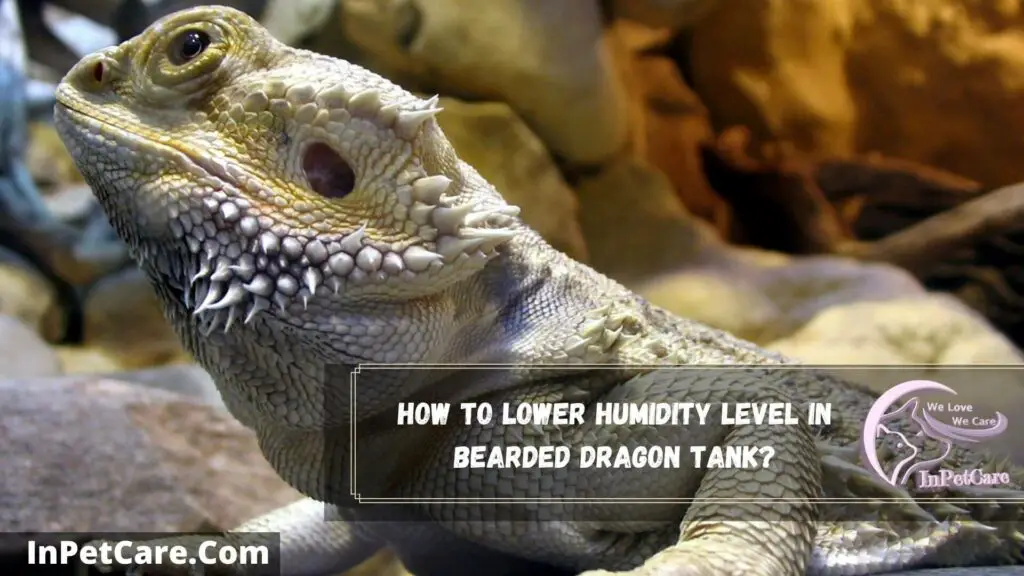 how to lower humidity level in bearded dragon tank