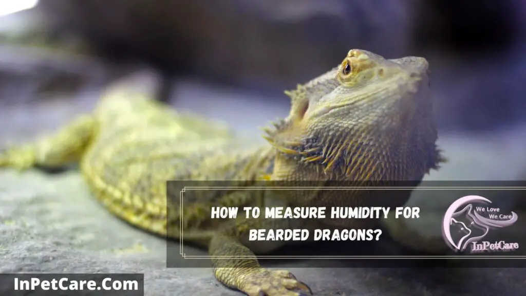how to measure humidity for bearded dragons