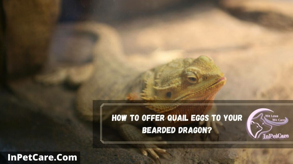 how to offer quail eggs to your bearded dragon