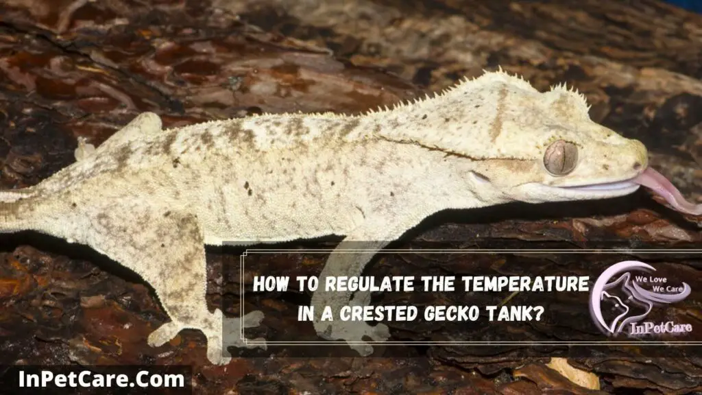how to regulate the temperature in a crested gecko tank