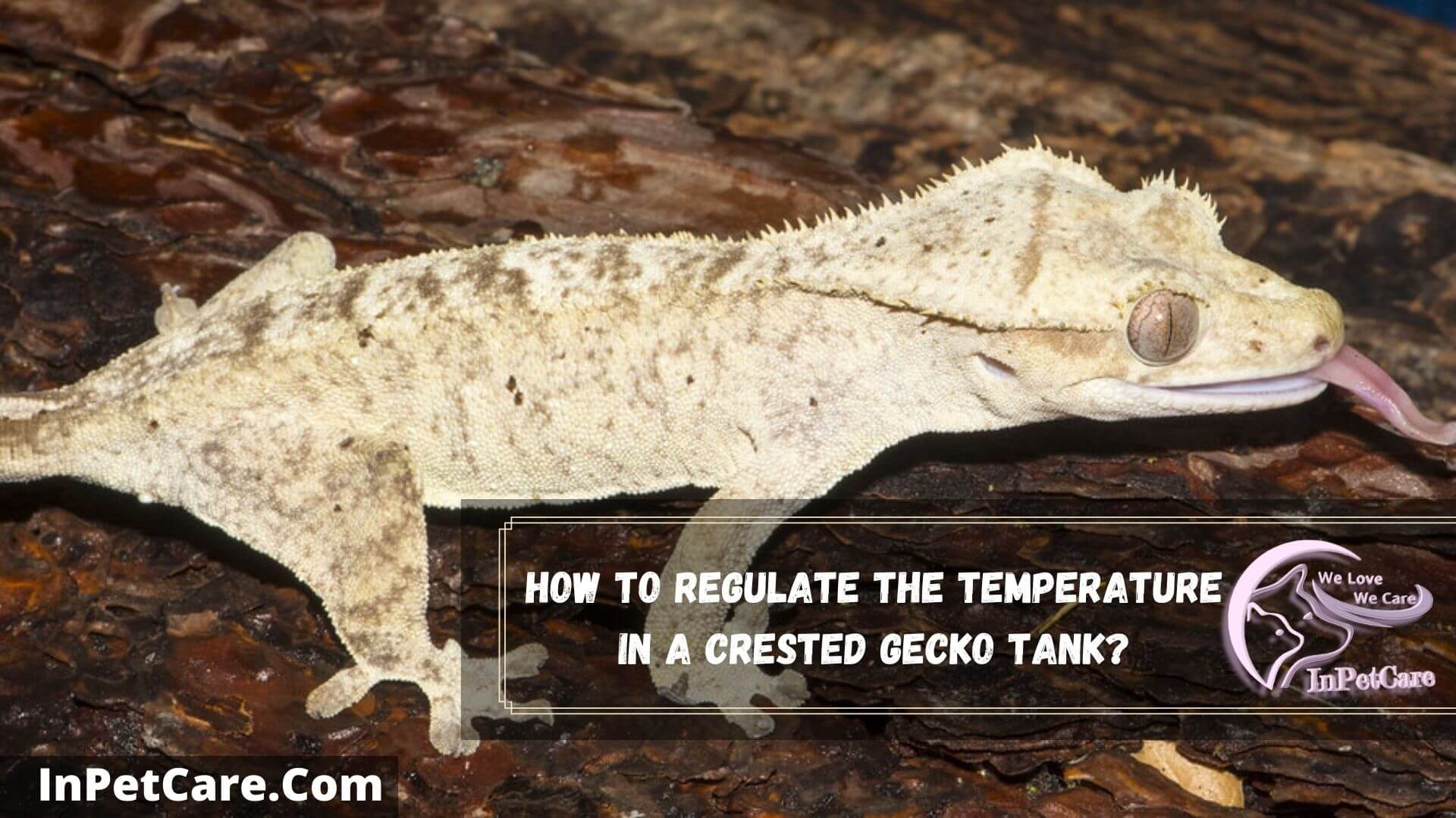 What Temperature Do Crested Geckos Need? (2022 Review)