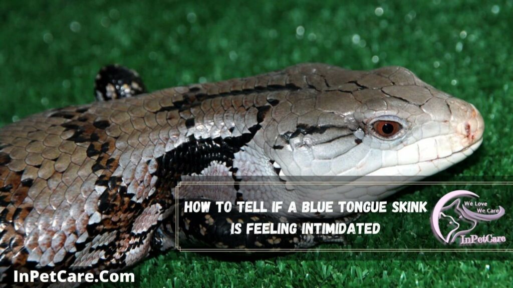 how to tell if a blue tongue skink is feeling intimidated