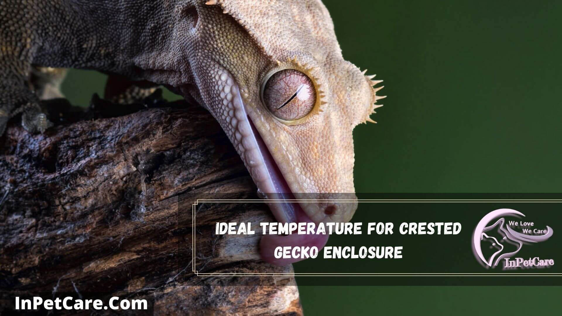 What Temperature Do Crested Geckos Need? (2022 Review)