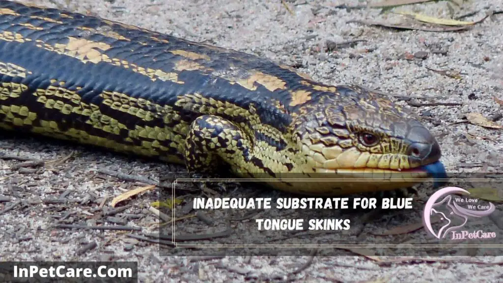 inadequate substrate for blue tongue skinks