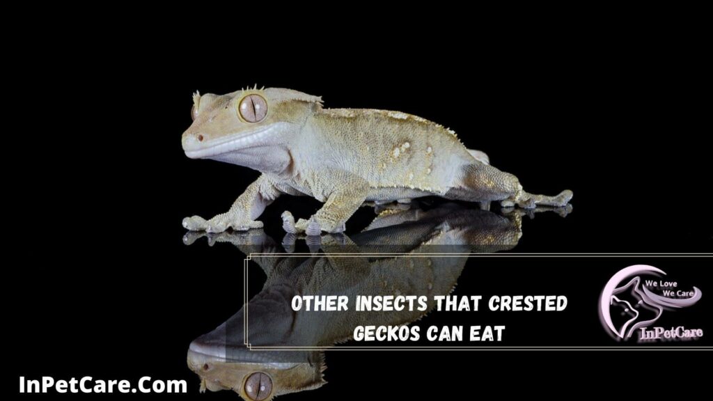 other insects that crested geckos can eat