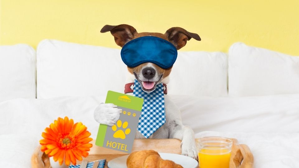 Why Pet Hotels are Booming In 2022?