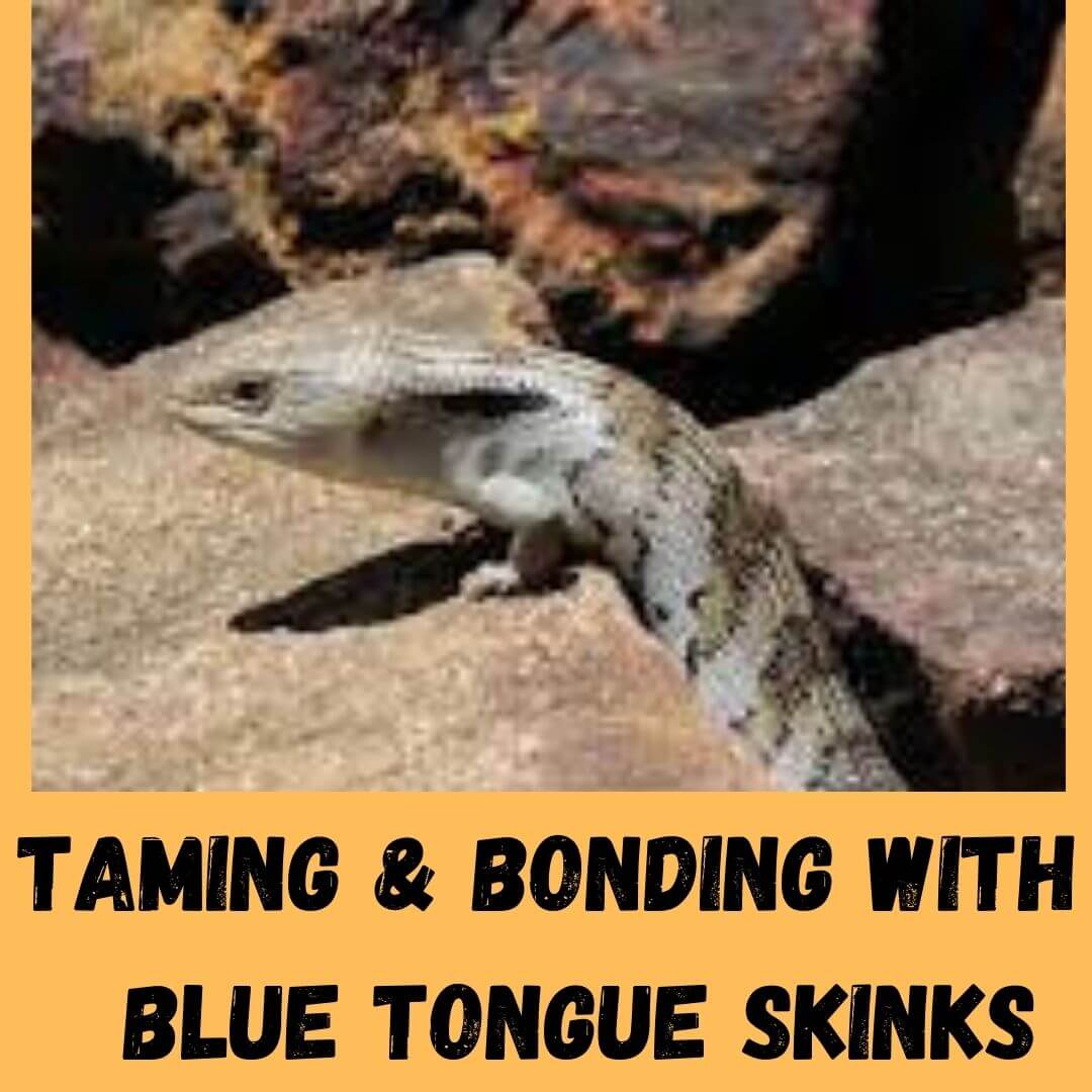 taming & bonding with blue tongue skinks