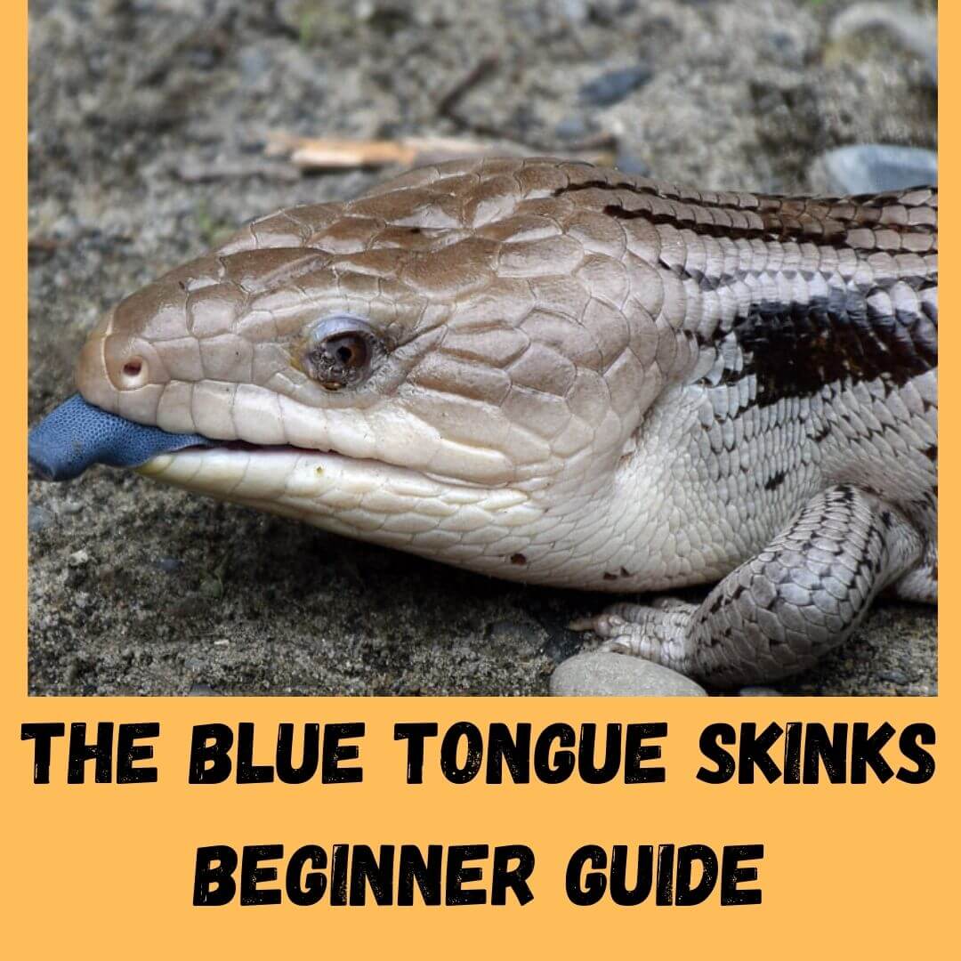 the blue tongue skinks beginner guide