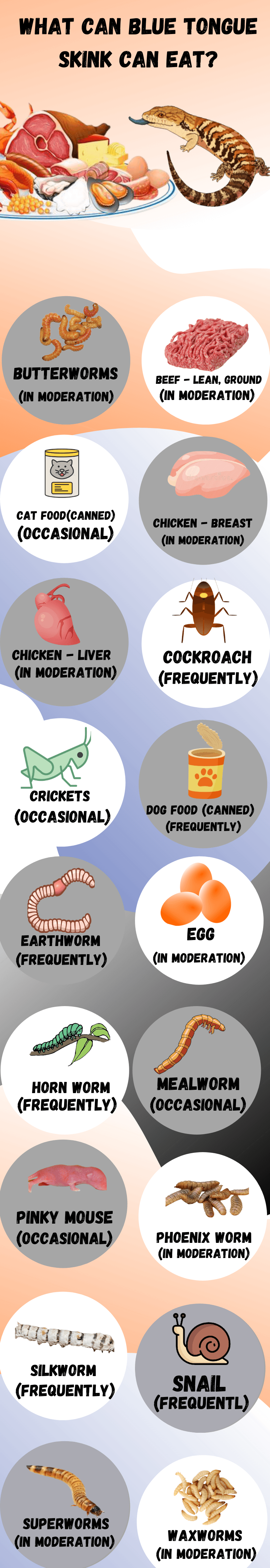 What Can Blue Tongue Skinks Eat?+10 Safe Foods