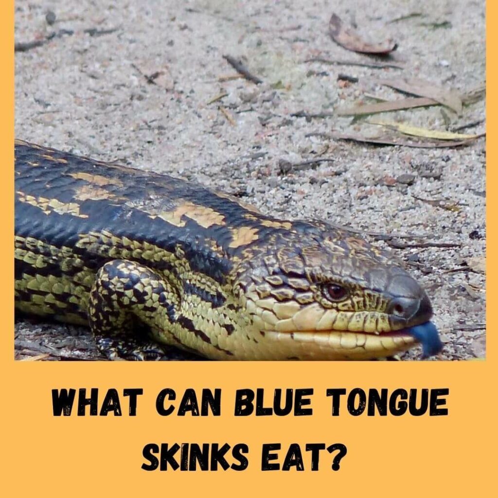 what can blue tongue skinks eat