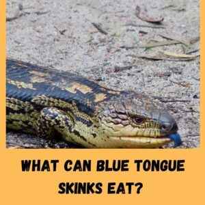 What Can Blue Tongue Skinks Eat?+10 Safe Foods