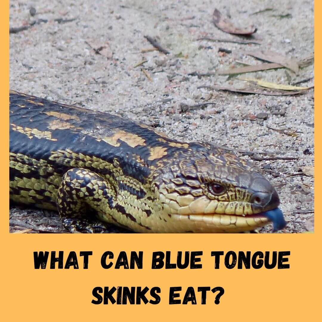 what can blue tongue skinks eat