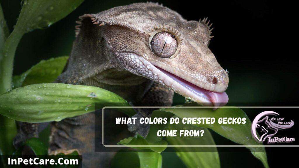what colors do crested geckos come from