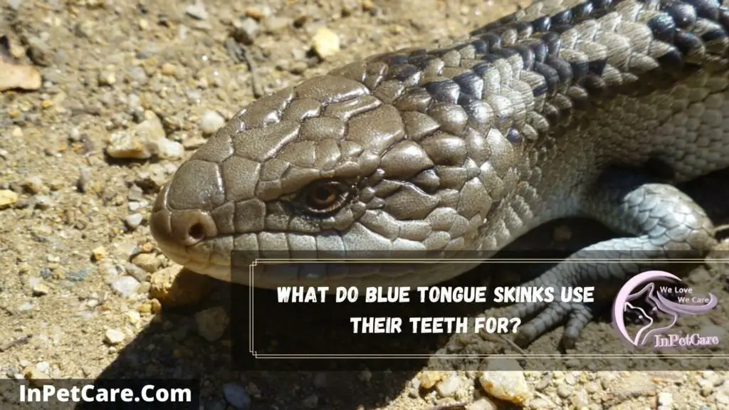 what do blue tongue skinks use their teeth for