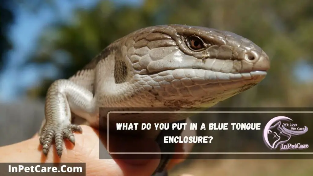what do you put in a blue tongue enclosure