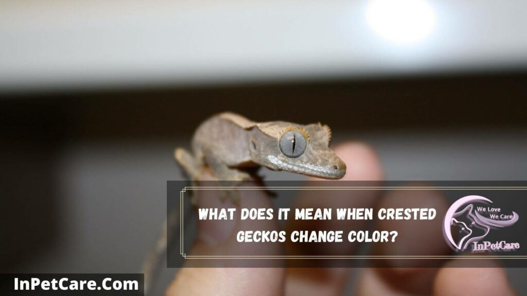 what does it mean when crested geckos change color