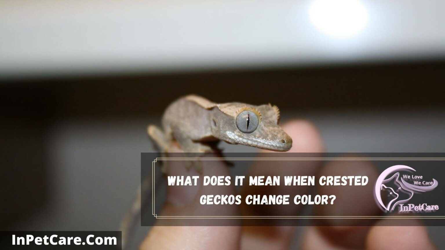 Do Crested Geckos Change Colors? 6 Reasons Why?