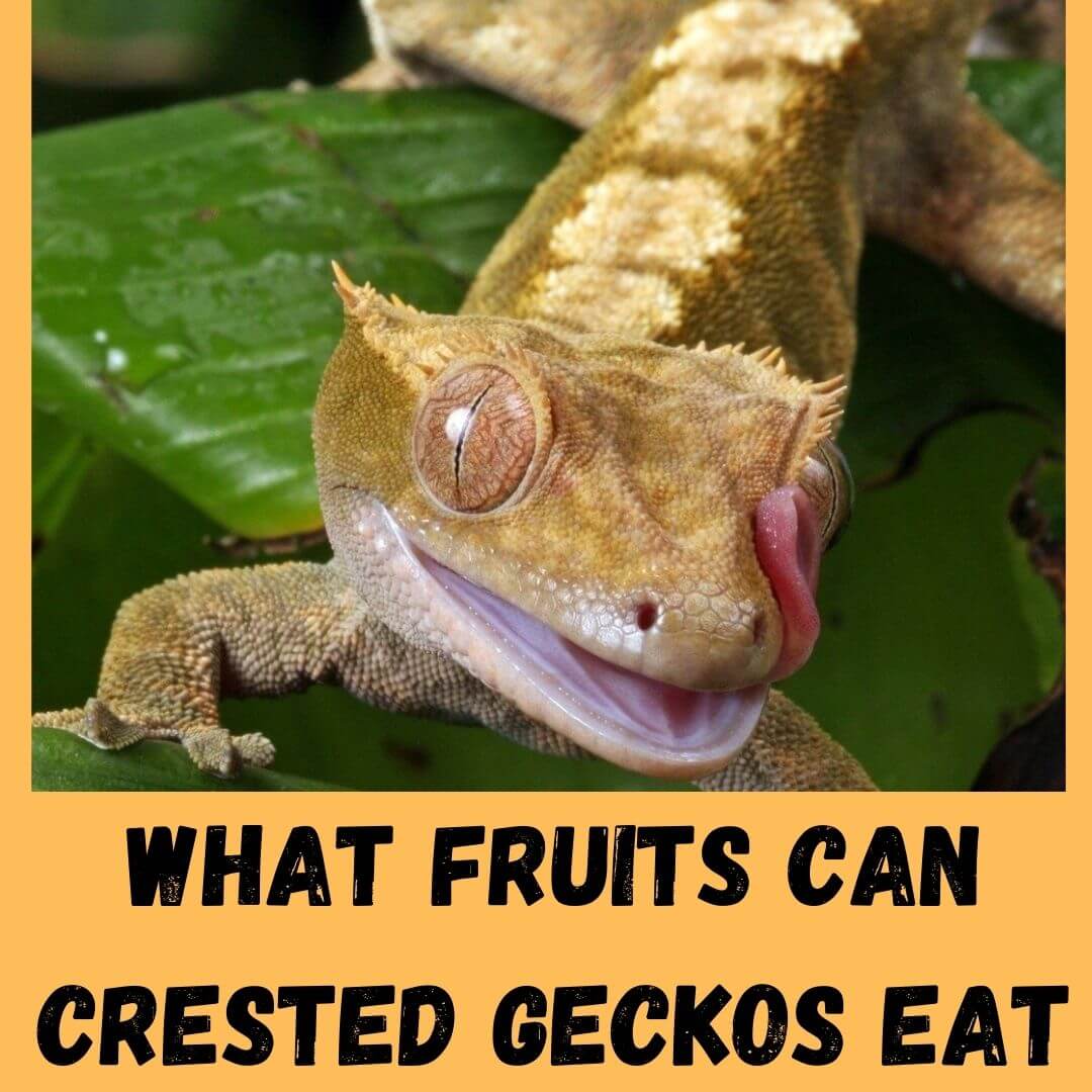 what fruits can crested geckos eat