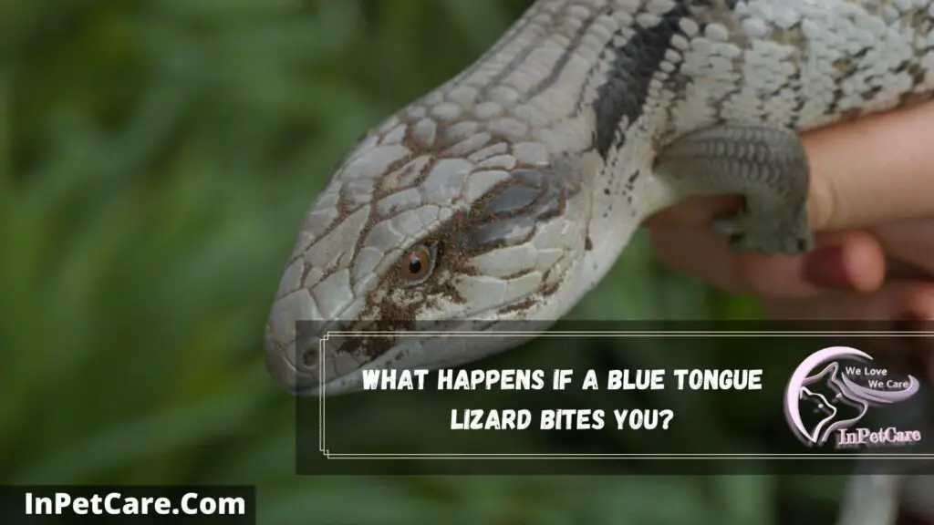 what happens if a blue tongue lizard bites you
