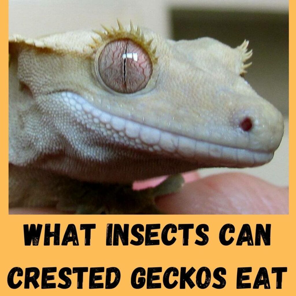 what insects can crested geckos eat