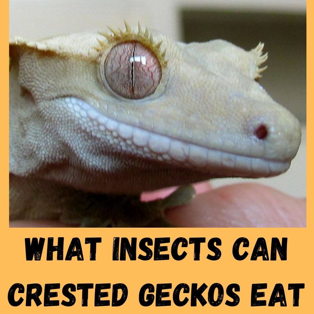 what insects can crested geckos eat