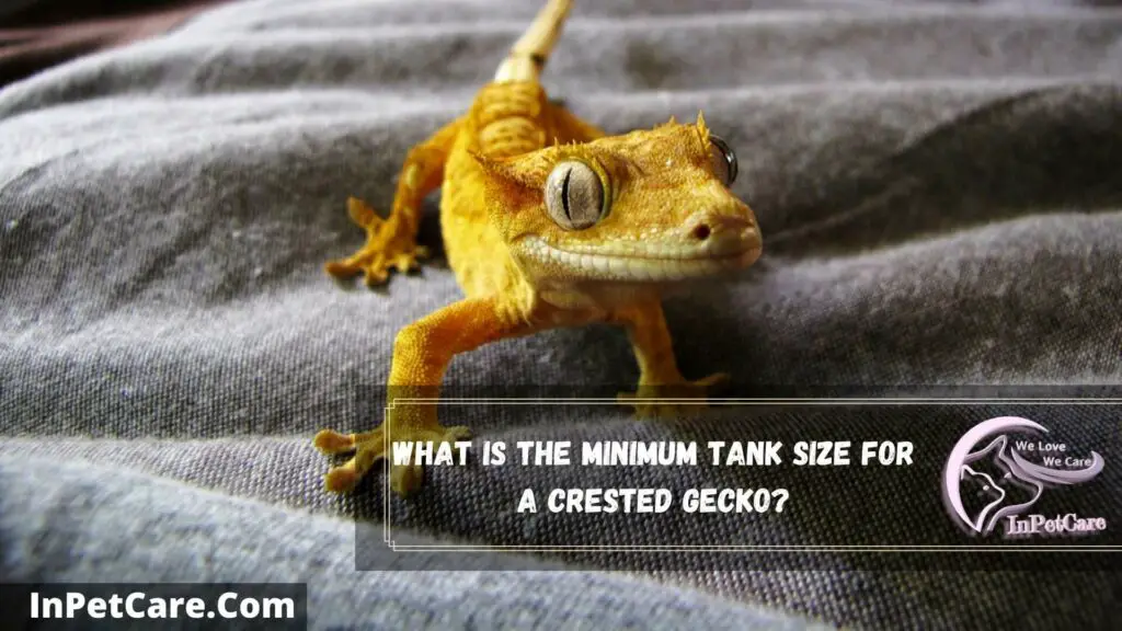 what is the minimum tank size for a crested gecko
