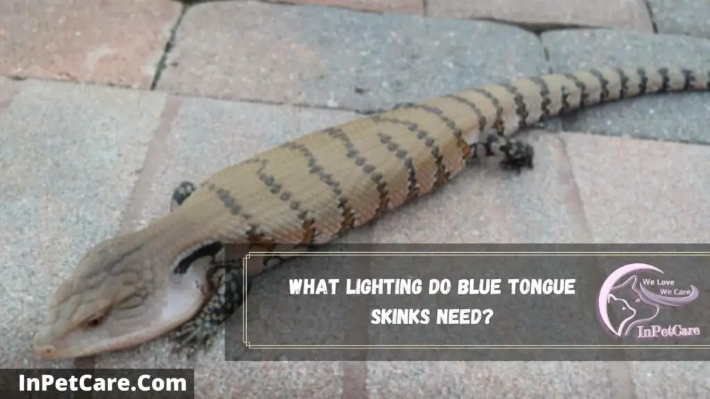 what lighting do blue tongue skinks need