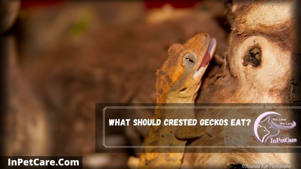 what should crested geckos eat