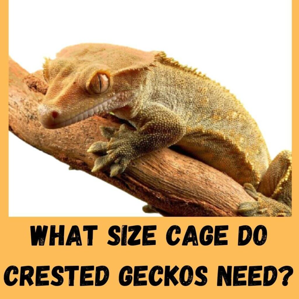 what size cage do crested geckos need