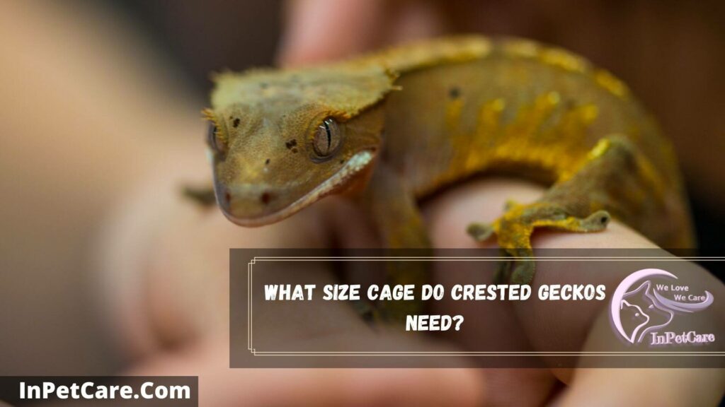 what size cage do crested geckos need