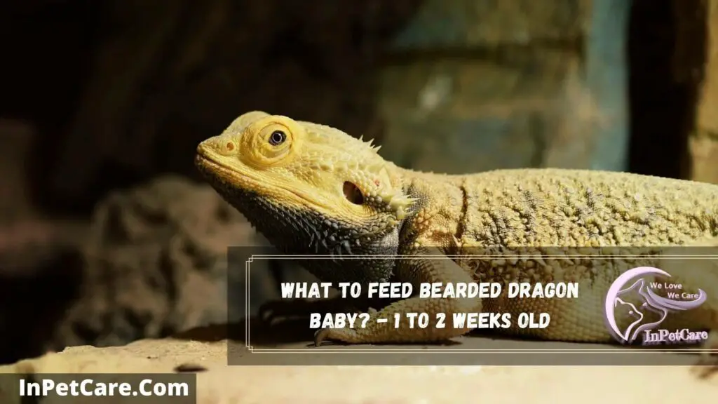 what to feed bearded dragon baby - 1 to 2 weeks old