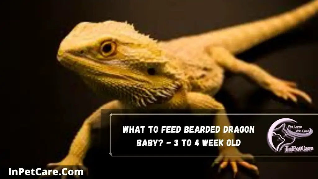 what to feed bearded dragon baby - 3 to 4 week old