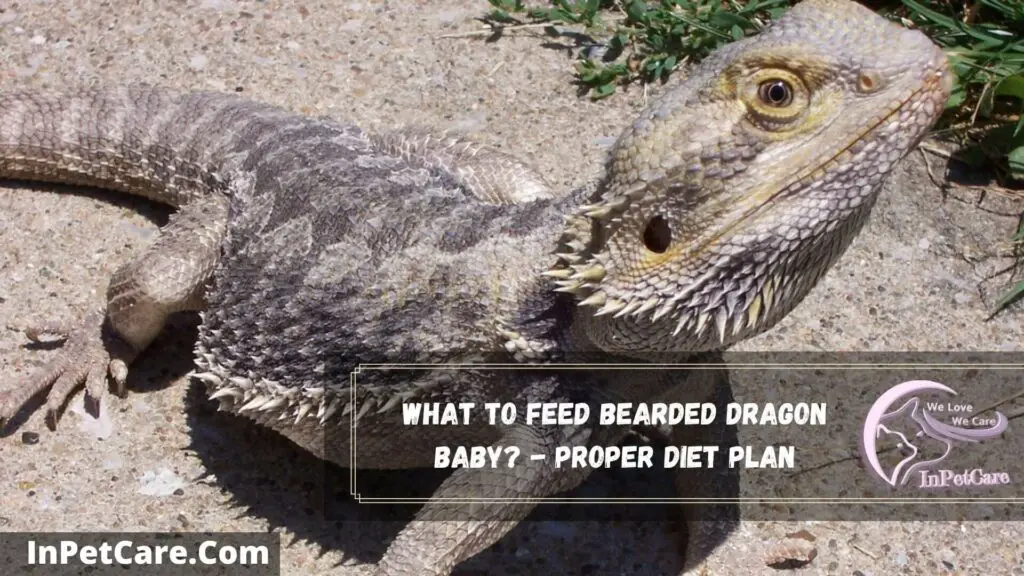 what to feed bearded dragon baby - proper diet plan