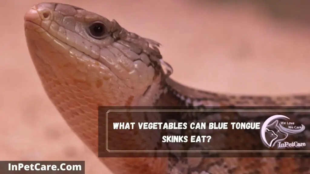 what vegetables can blue tongue skinks eat