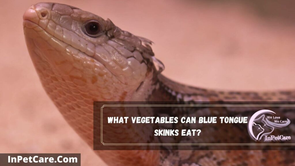 what vegetables can blue tongue skinks eat