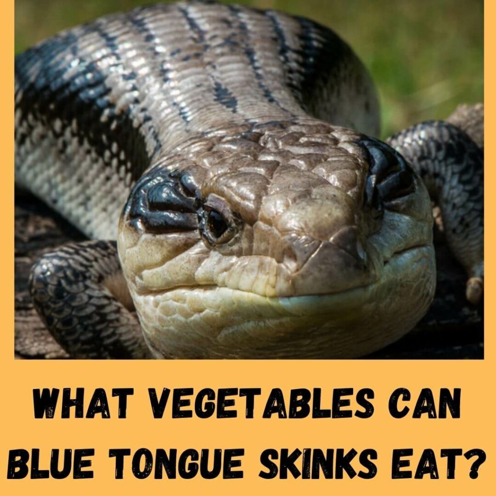 what vegetables can blue tongue skinks eat
